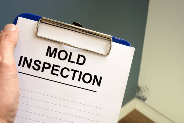 Reliable Spanish Fork, UT Mold Removal Solutions